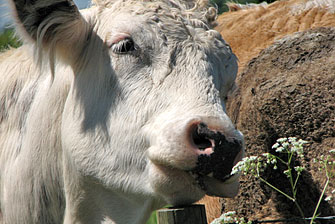 cow's head