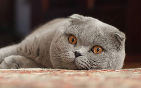 Scottish Fold