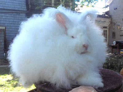Angora Rabbit