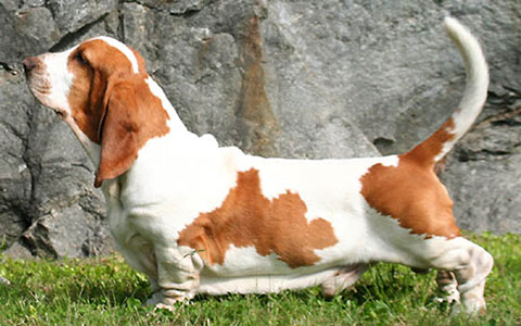 Basset Hound