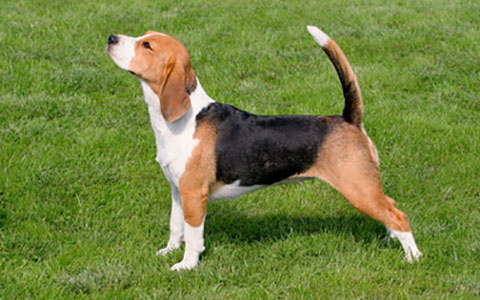 Beagle