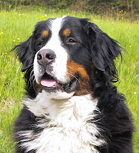 Bernese Mountain Dog