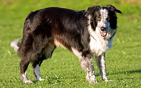 Border Collie