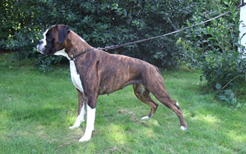 Boxer