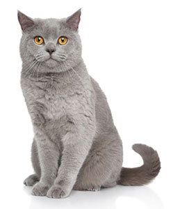 British shorthaired cat
