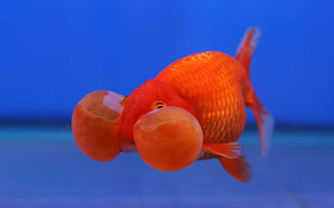 Bubble-Eye Goldfish