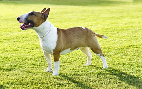 Bull Terrier