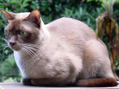 Burmese