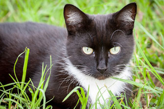 Cat welfare