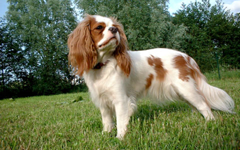 Cavalier King Charles Spaniel