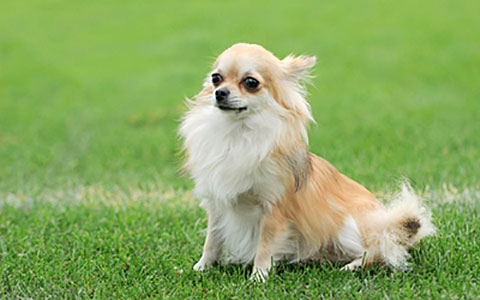 Chihuahua