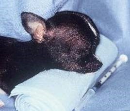 Chihuahua figure 3