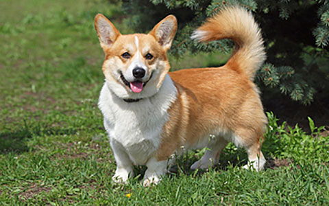 Corgi