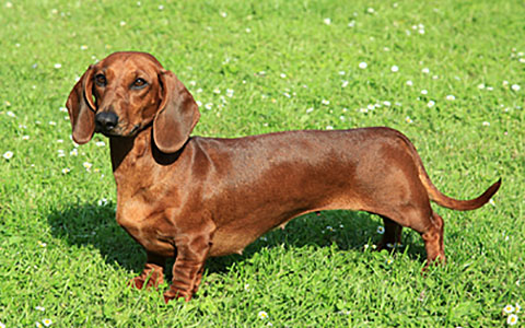 Dachsund