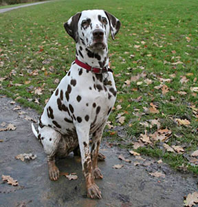 Dalmatian