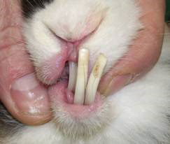 Dental Malocclusion figure 3