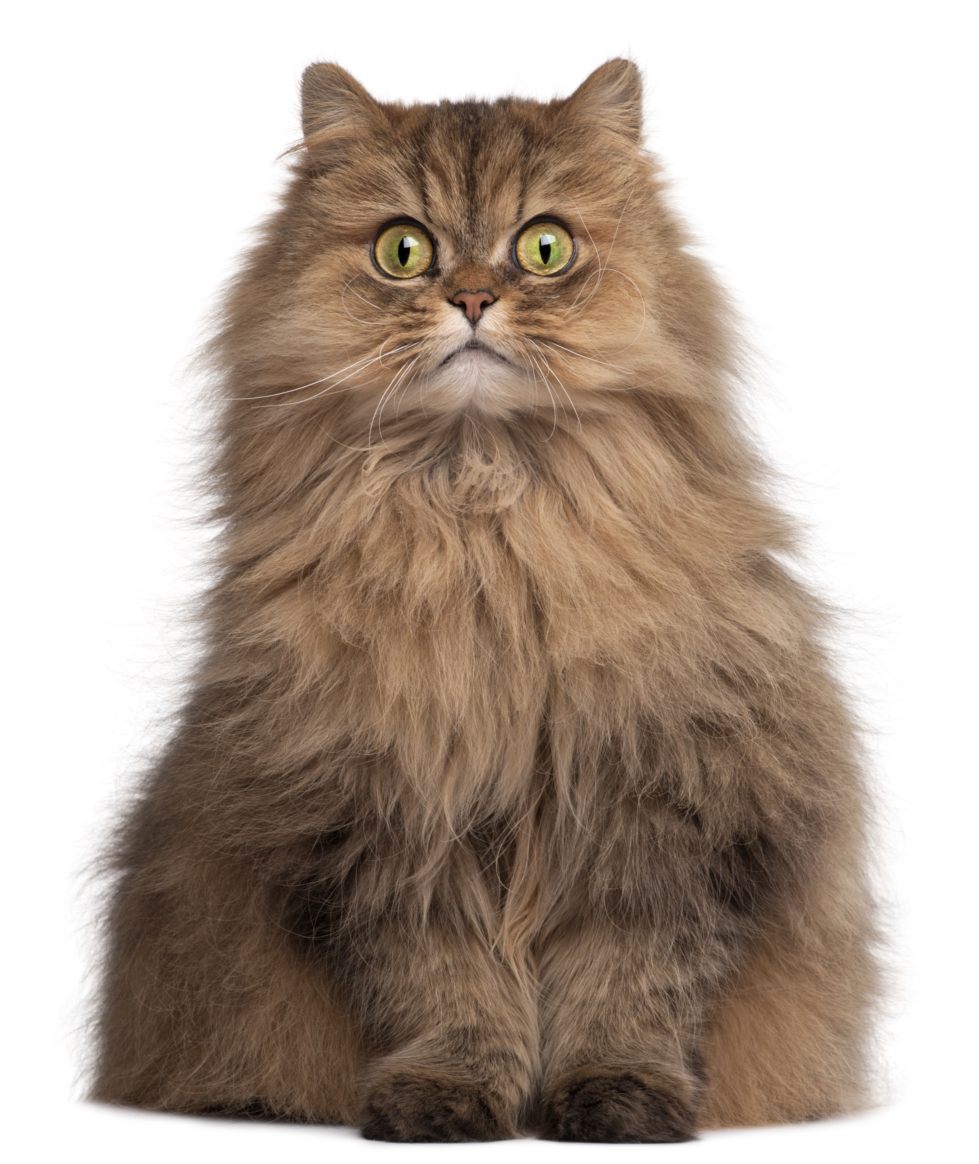 Persian