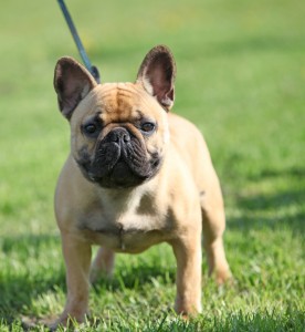 French Bulldog
