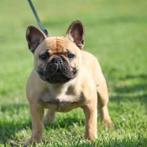 French Bulldog