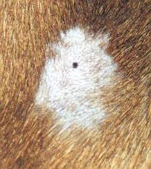 Dermoid figure 3