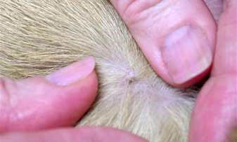 Dermoid figure 5