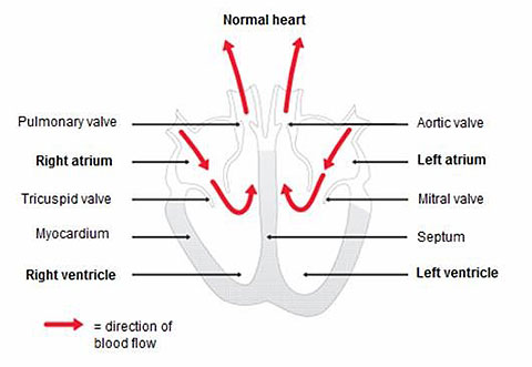 Dilated figure 1