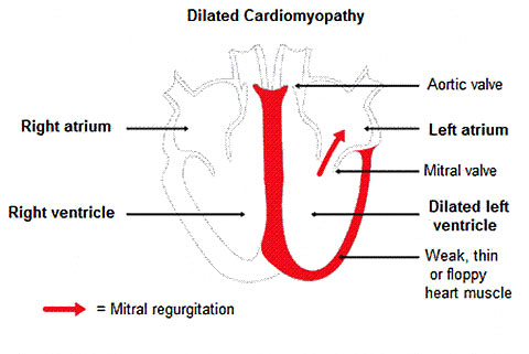 Dilated figure 3