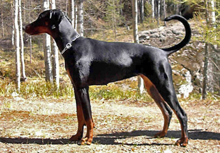Doberman Pinscher