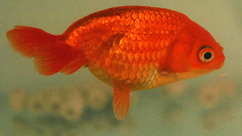 Eggfish Goldfish