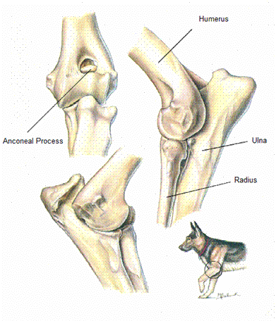 Elbow Dysplasia (FMCP) figure 1