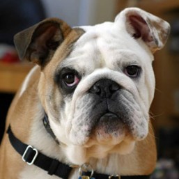 English Bulldog