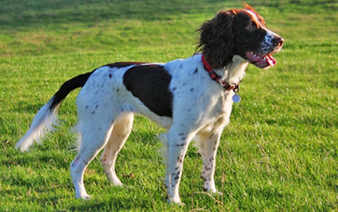 English Springer Spaniel