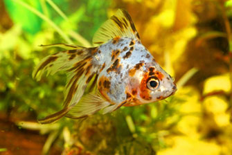 Fish welfare