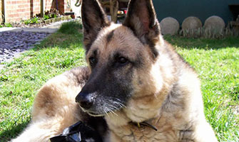 Welfare of dogs