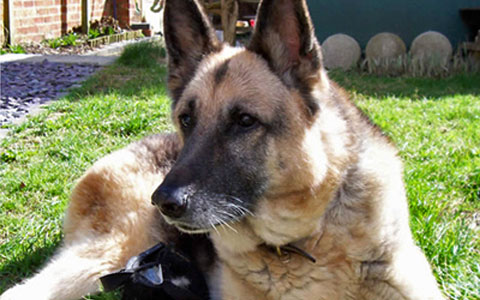 German Shepherd Dog (Alsatian)