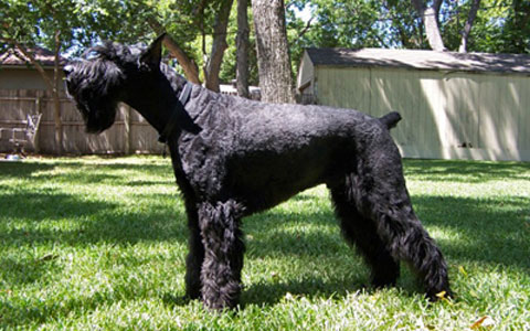 Giant Schnauzer