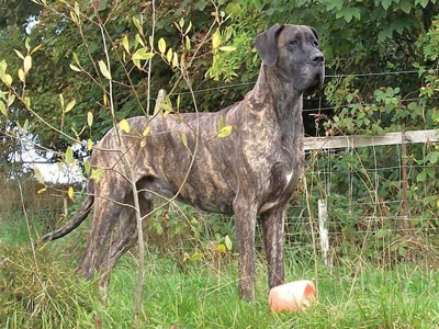 Great Dane
