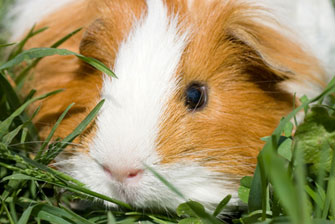 Guinea Pig welfare