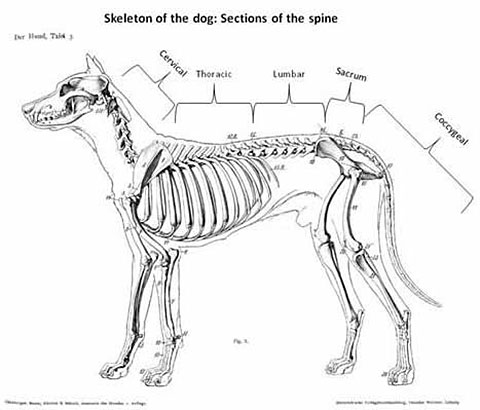 Hemivertebrae figure 1