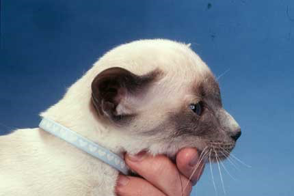 Hydrocephalus figure 3