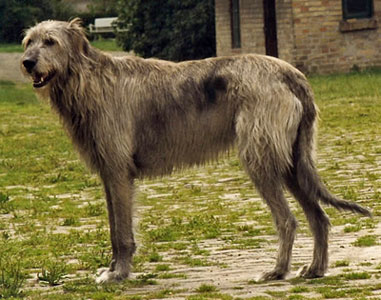 Irish Wolfhound
