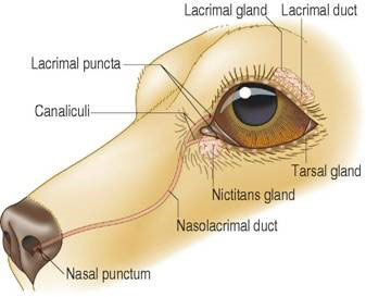 Keratoconjunctivitis Sicca figure 1
