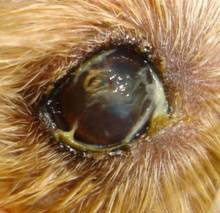 Keratoconjunctivitis Sicca figure 3