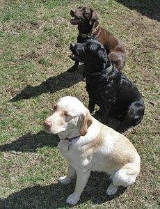 Labrador Retriever