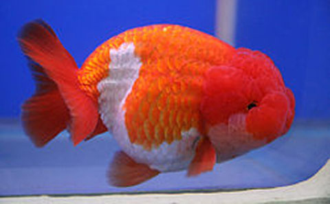 Lionchu Goldfish