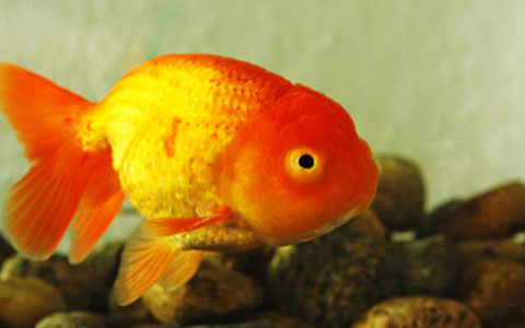 Lionhead Goldfish