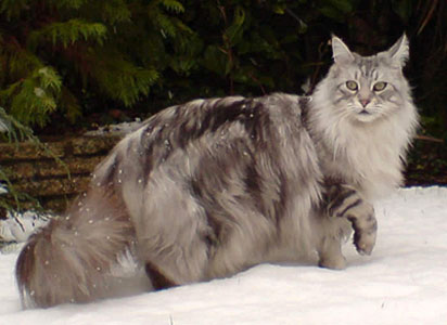 Maine Coon 