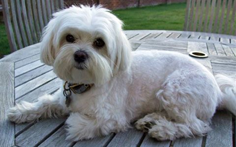 Maltese