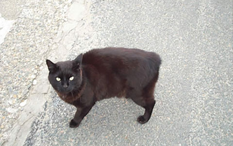 Manx