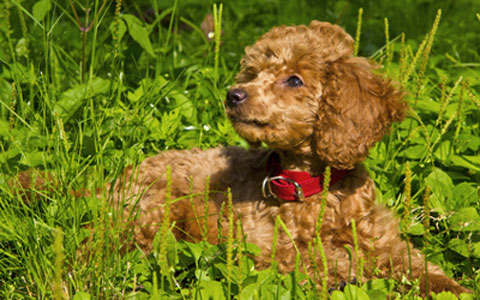 Minature Poodle